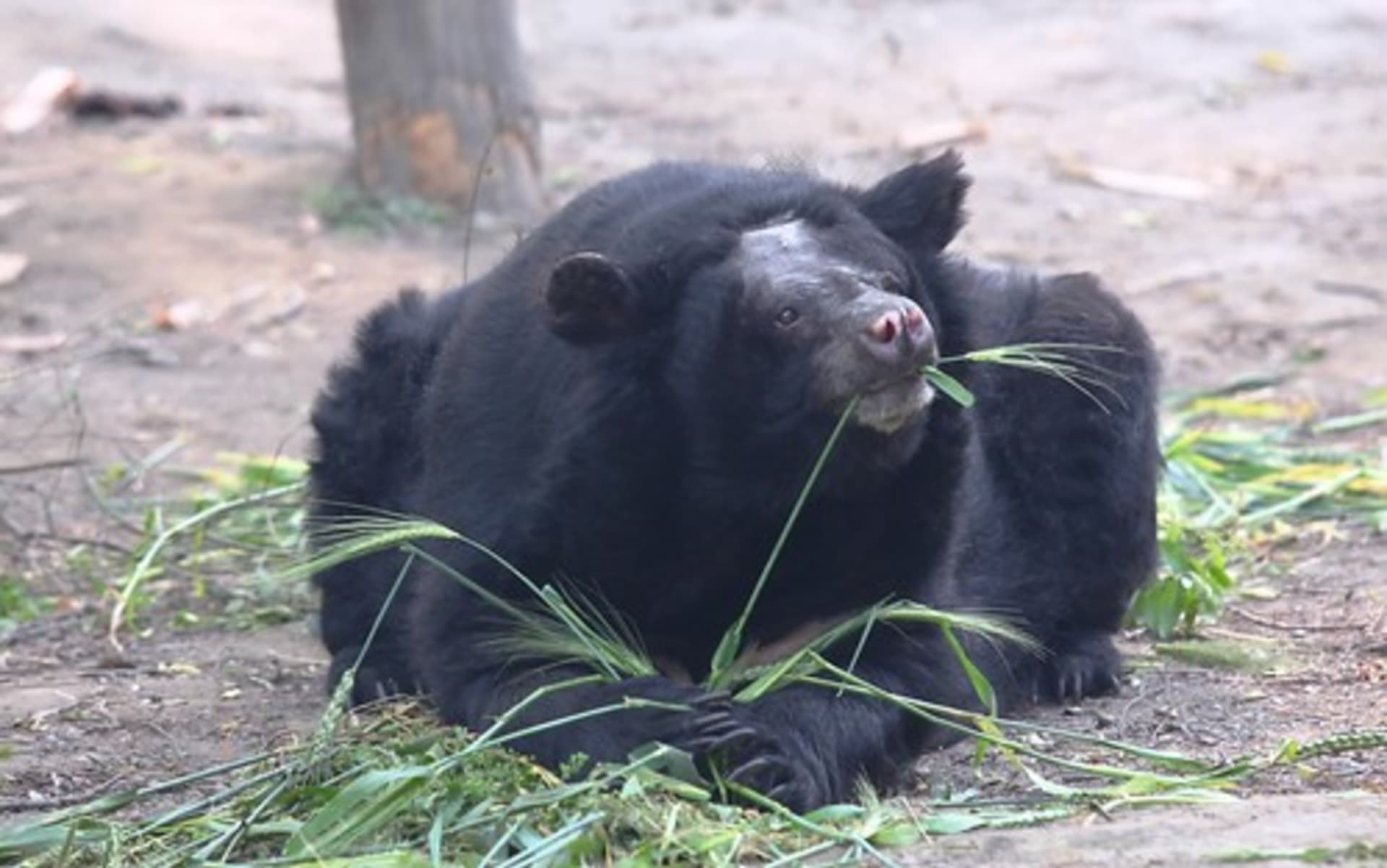  V otřesných podmínkách farem živoří desítky tisíc medvědů. Zdroj: Animals Asia