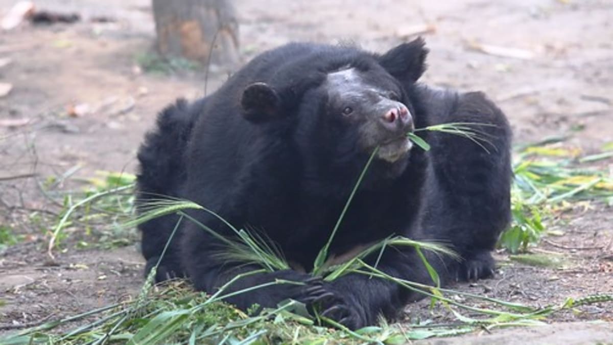  V otřesných podmínkách farem živoří desítky tisíc medvědů. Zdroj: Animals Asia