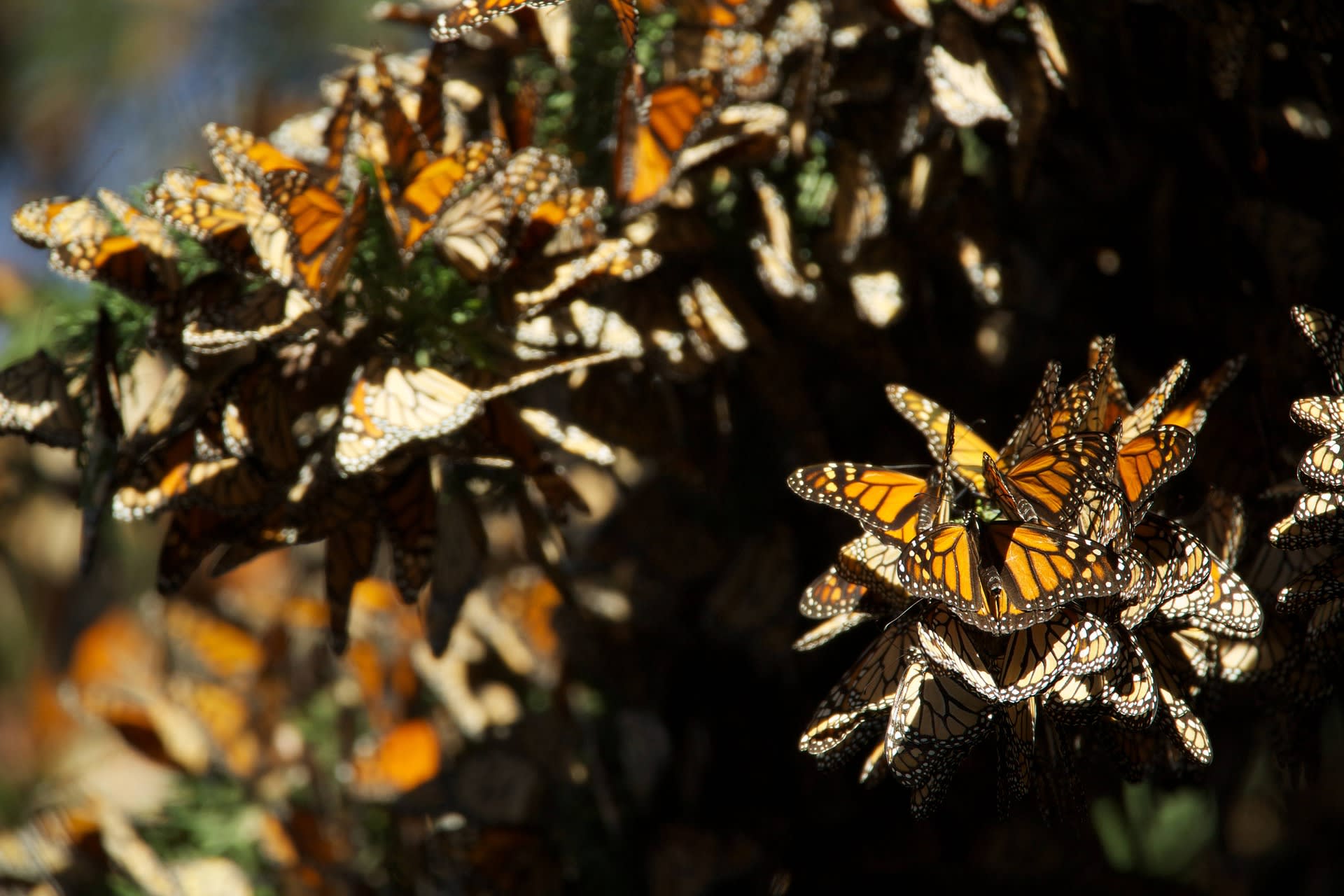 Desítky tisíc motýlů utvoří na stromech pestrobarevné shluky.