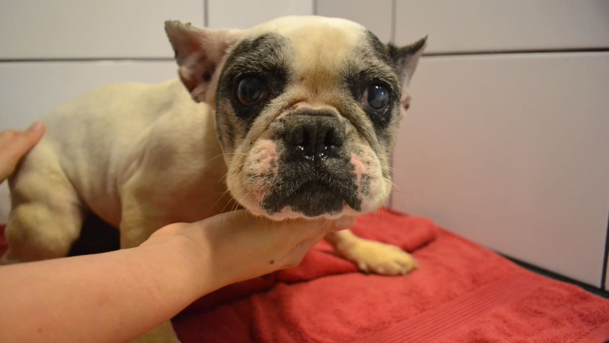 Jeden z přijatých „případů“ ze zrušené množírny v Kamenici nad Lipou, odkud bylo zachráněno 212 psů.