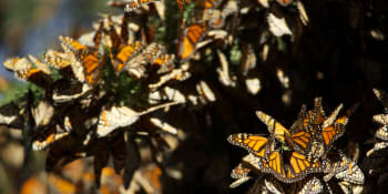 Mexičtí ochránci přírody v ohrožení: Dva mrtví v boji za bezpečí motýlů