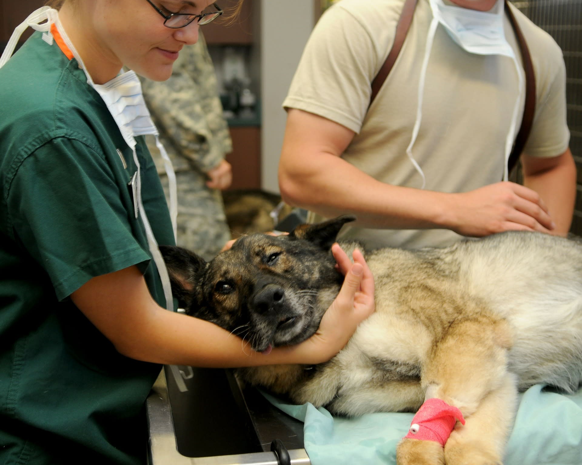 Veterinární péče je nákladná, ale takový psí přítel stojí za každou korunu.