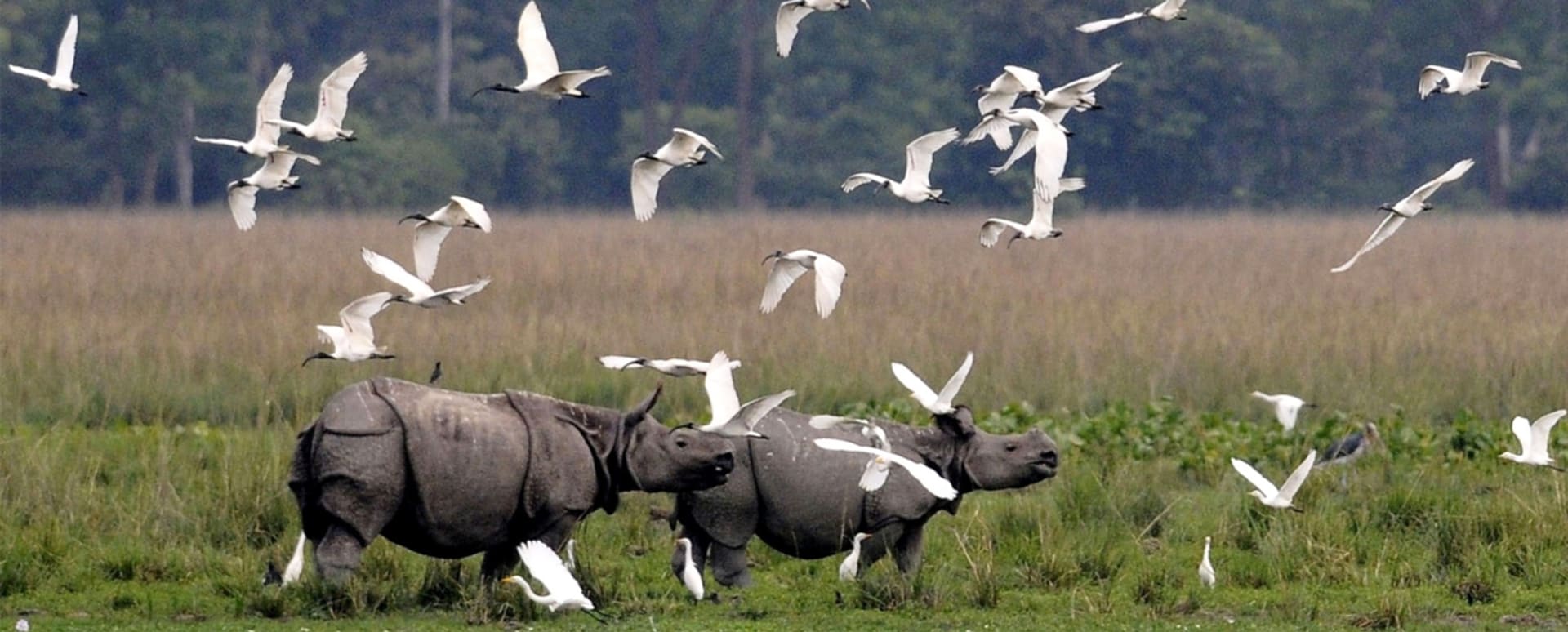 Díky specifické ochraně se podařilo populaci nosorožců značně rozmnožit.