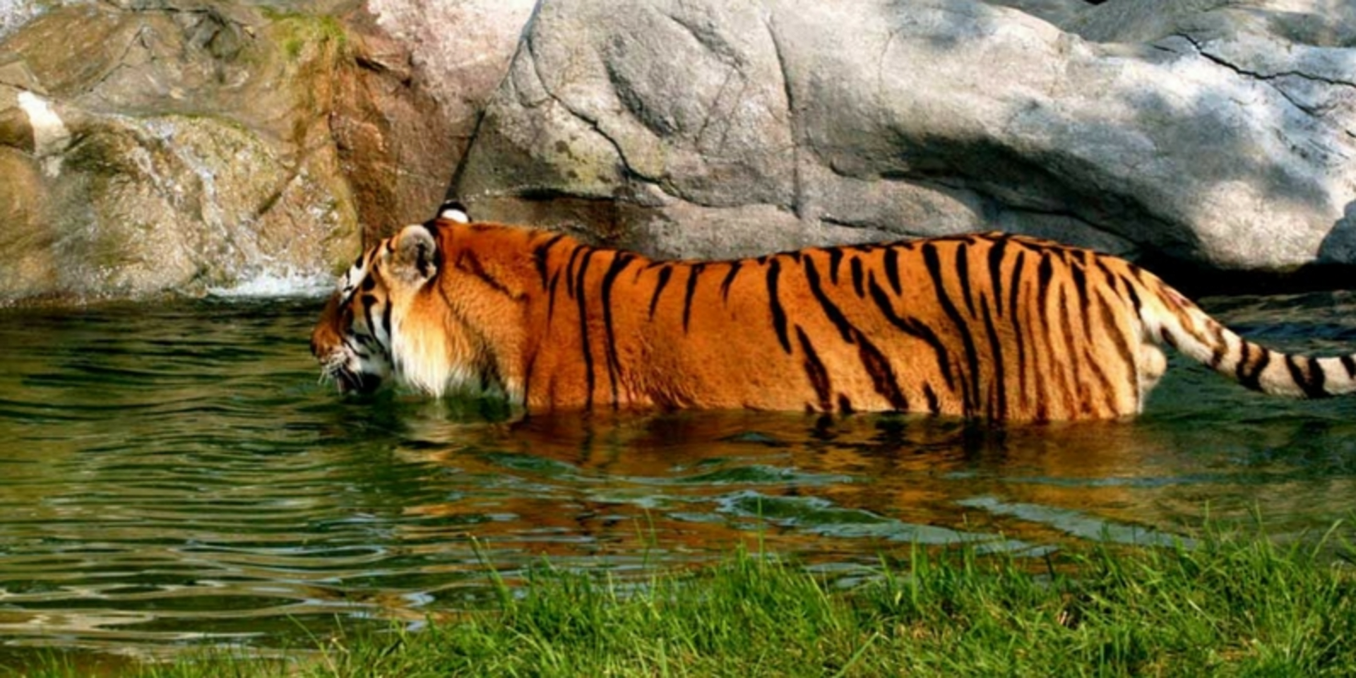Dnes v parku žije 104 tygrů. Před pěti lety jich bylo jen 83. 