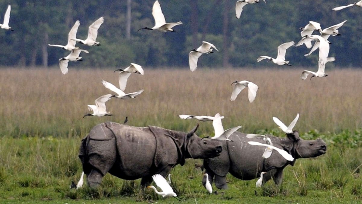 Díky specifické ochraně se podařilo populaci nosorožců značně rozmnožit.