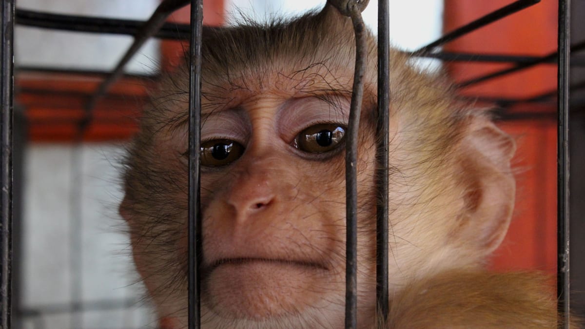 Opice v Indii ukradly vzorky krve s koronavirem