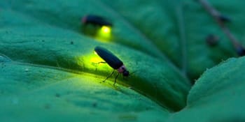 Pesticidy, ztráta habitatu, umělá světla: Proč světluškám dochází dech
