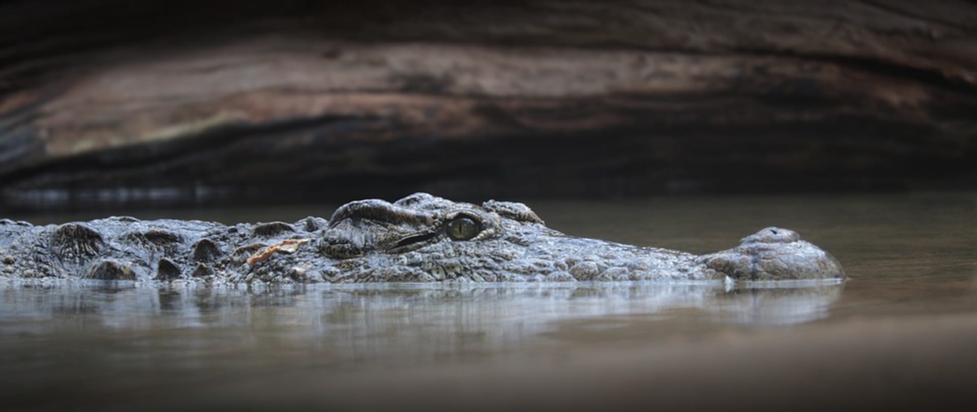 Na Amelii, která si užívala jízdu na raftu na řece Zambezi, zaútočil krokodýl a stáhl ji pod vodu. 