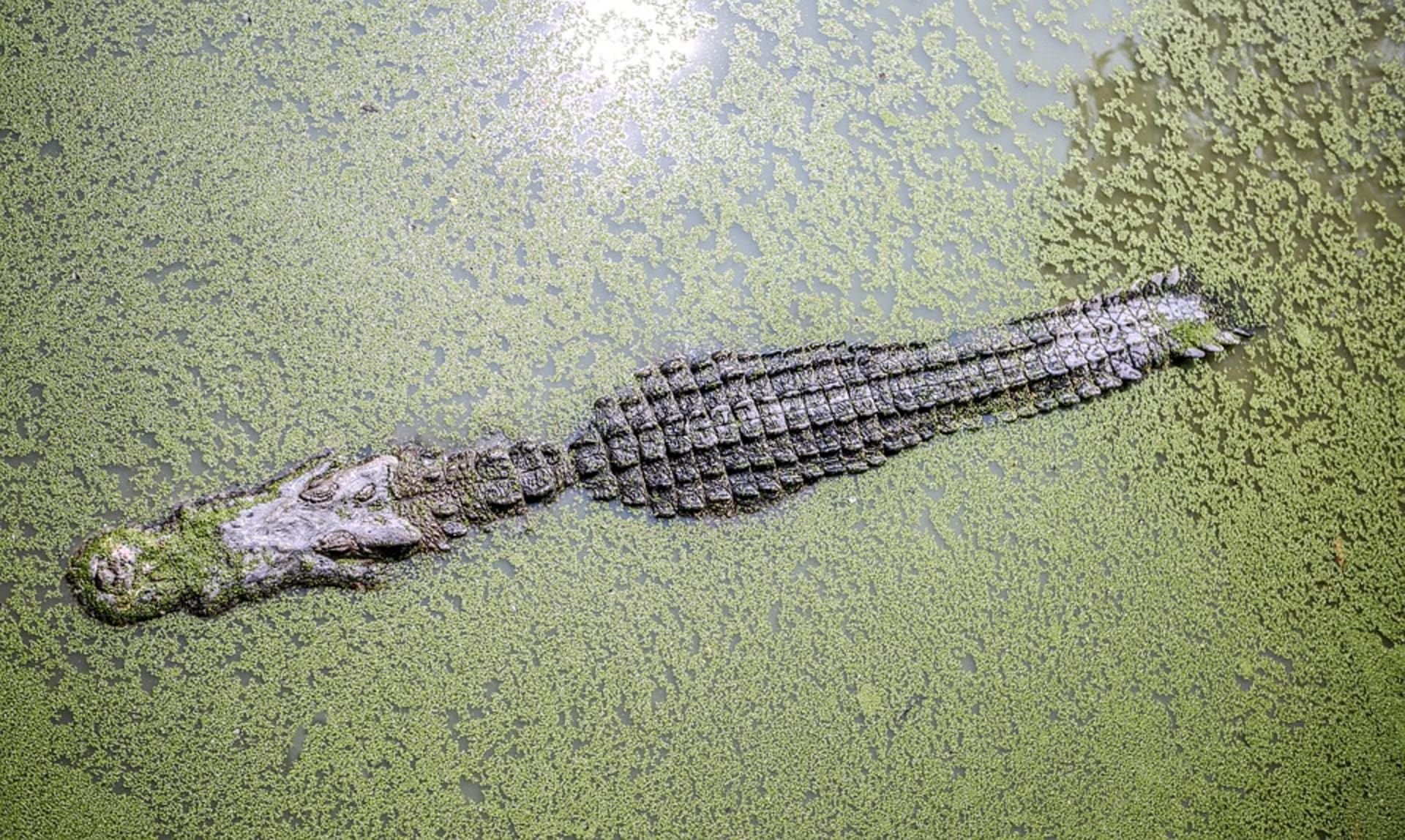 Krokodýlové využívají svých kognitivních dovedností ke skrývání před nepřáteli.