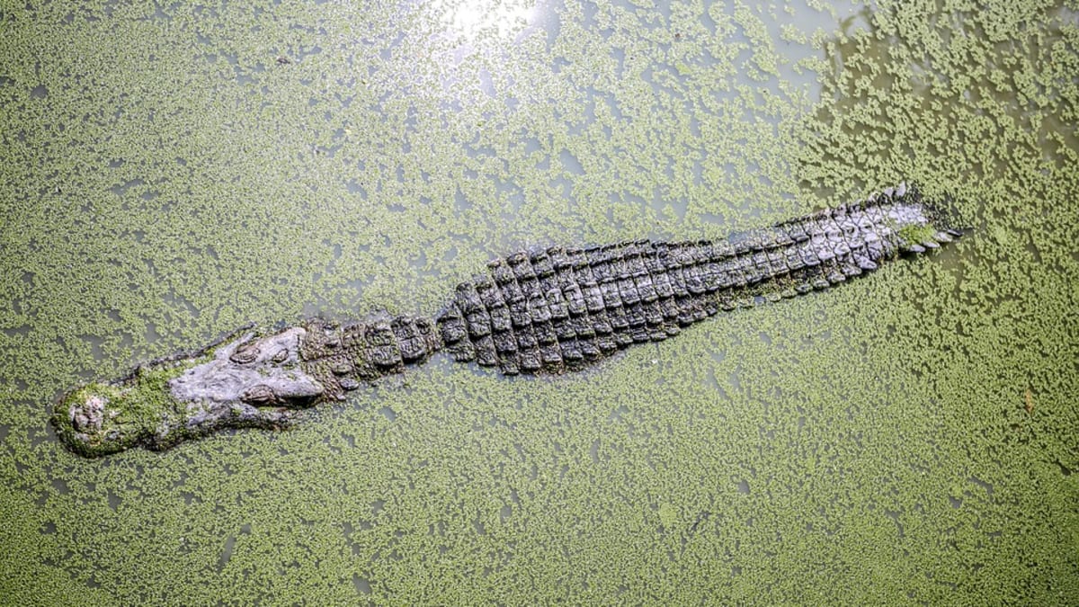 Krokodýlové využívají svých kognitivních dovedností ke skrývání před nepřáteli.