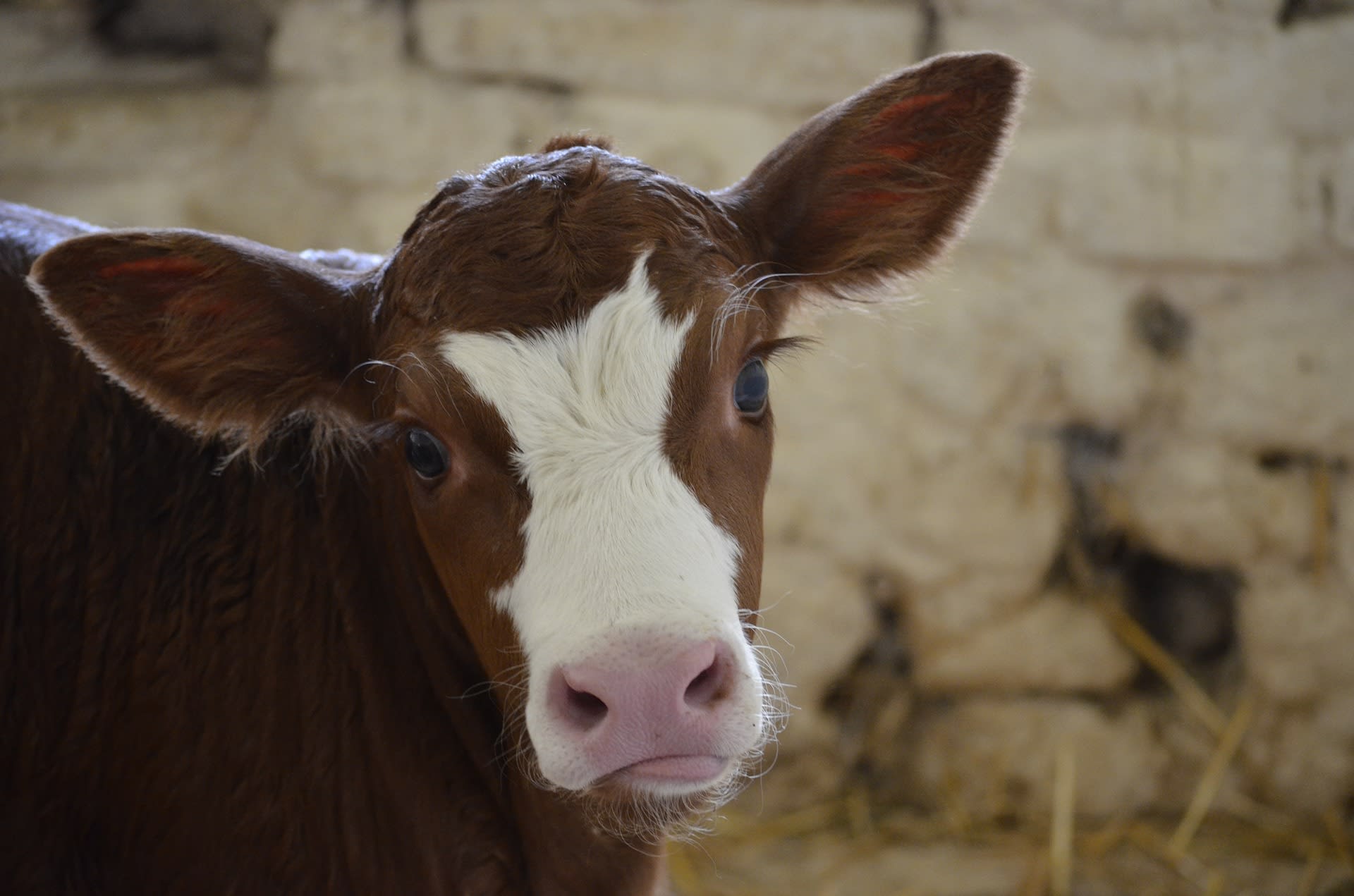 V pilotním projektu přestane izraelský kravín oddělovat novorozené jalovičky od matek.