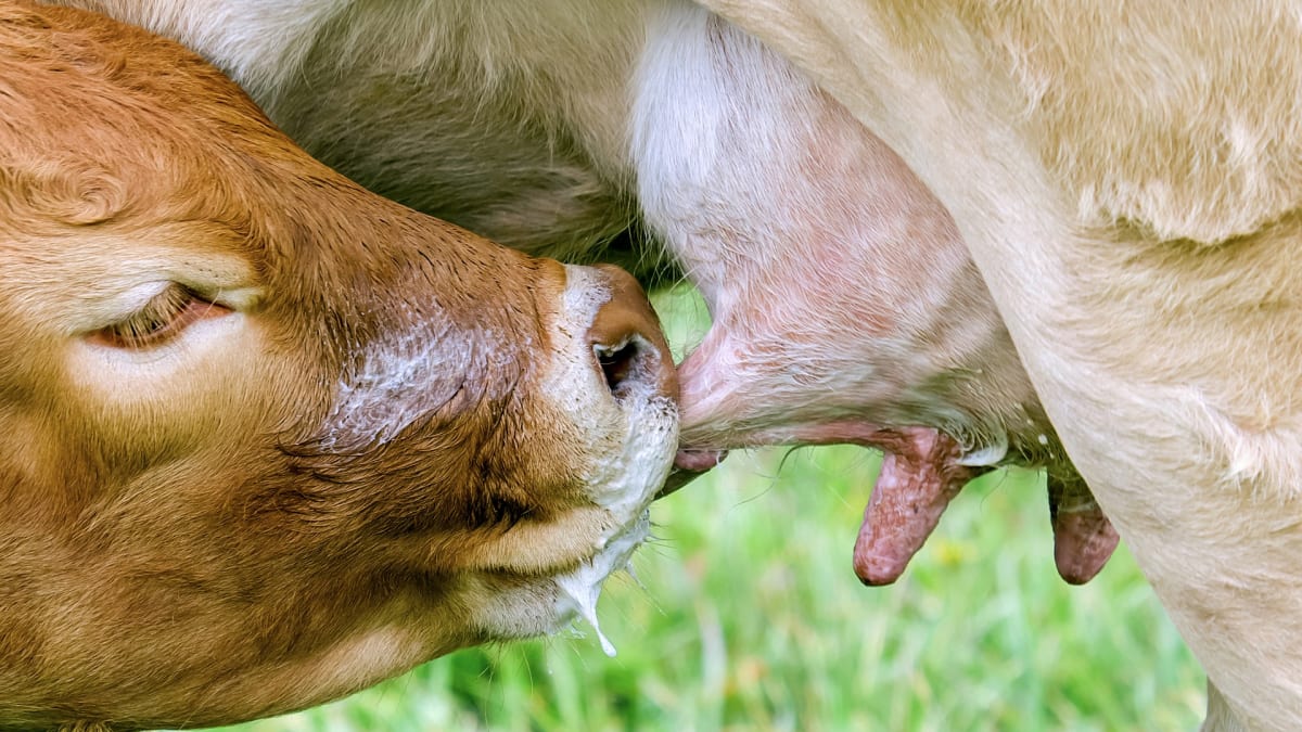 Pouto mezi matkou a mládětem je u krav velice silné.
