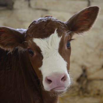 V pilotním projektu přestane izraelský kravín oddělovat novorozené jalovičky od matek.