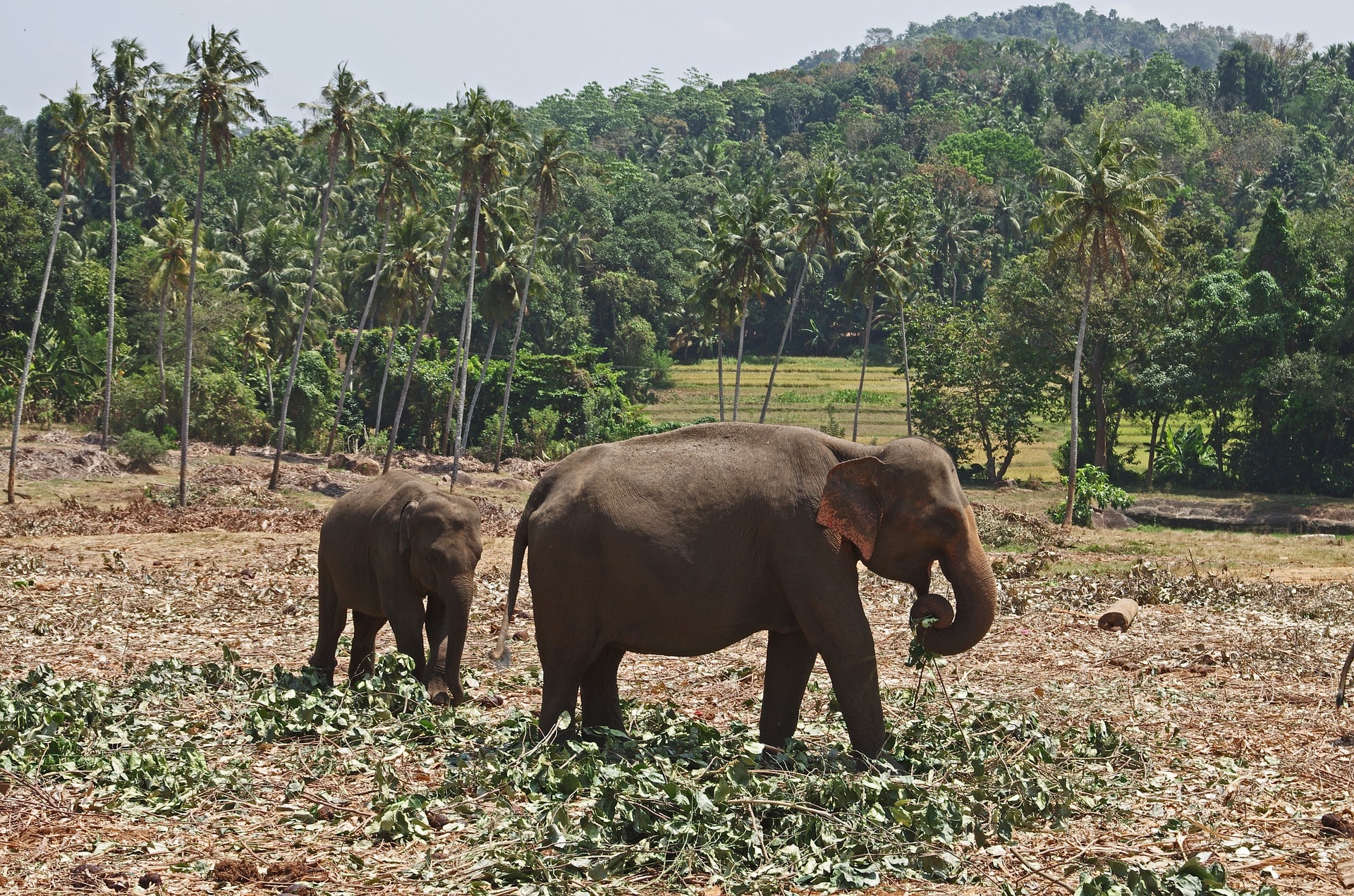 Místo sběru přirozených plodin zakládají farmáři pole, kde sloni nejsou vítáni.