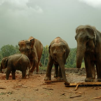 Kvůli roztahovačnosti lidí sloni přicházejí o své přirozené prostředí. Vede to ke konfliktům mezi nimi a lidmi.