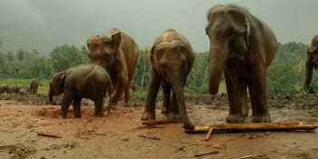 Jedy, výbušniny a elektrické ploty: Kvůli lidem na Srí Lance umírají sloni ve velkém