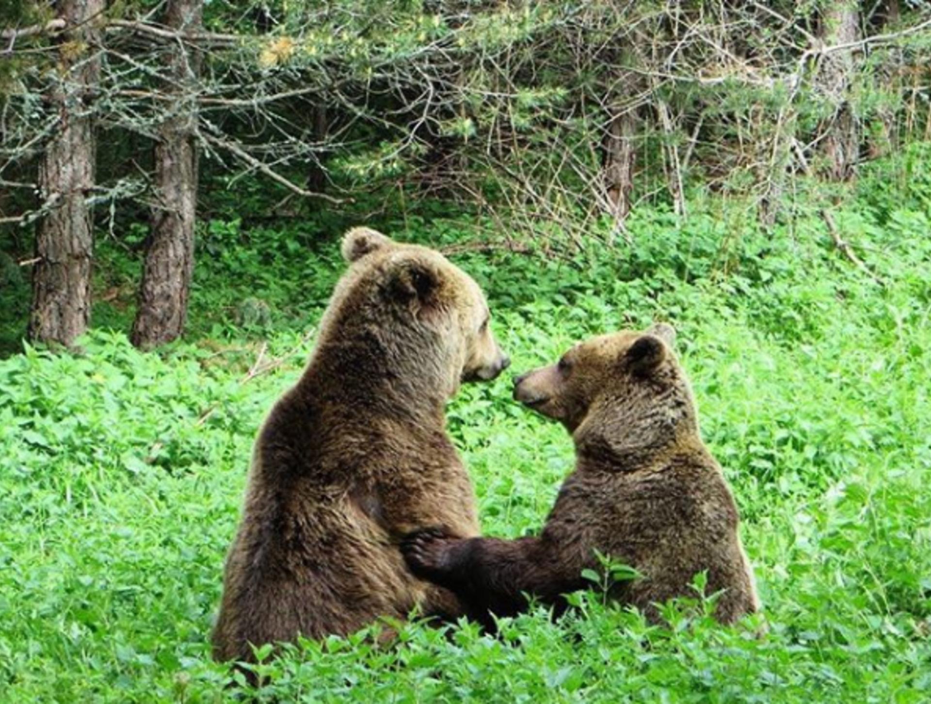 Je to více než měsíc, co ochranáři z Tatranského národního parku usmrtili medvědici a jedno mládě. (Ilustrační foto)