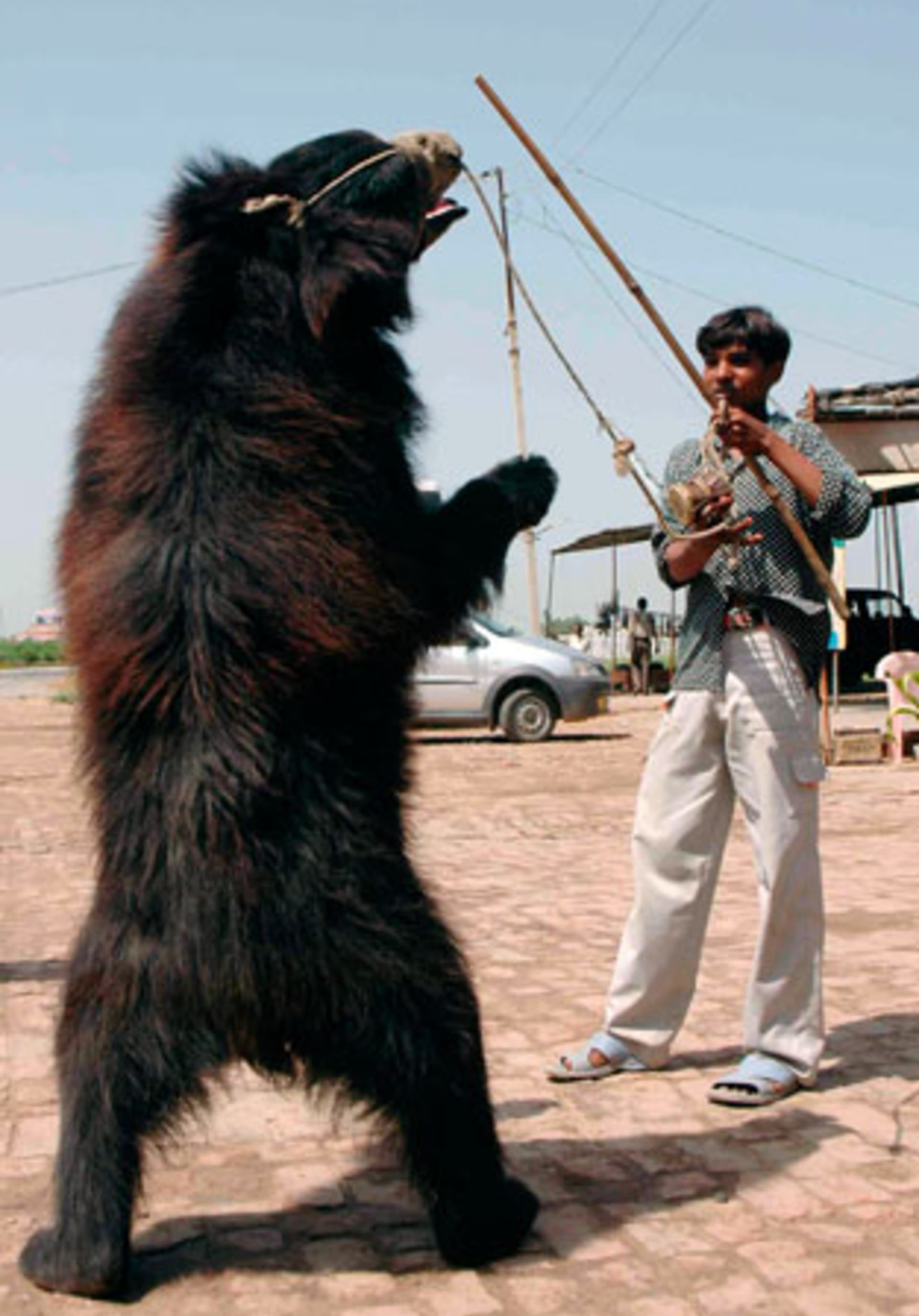 „Tančící medvěd“ zažívali velmi kruté praktiky