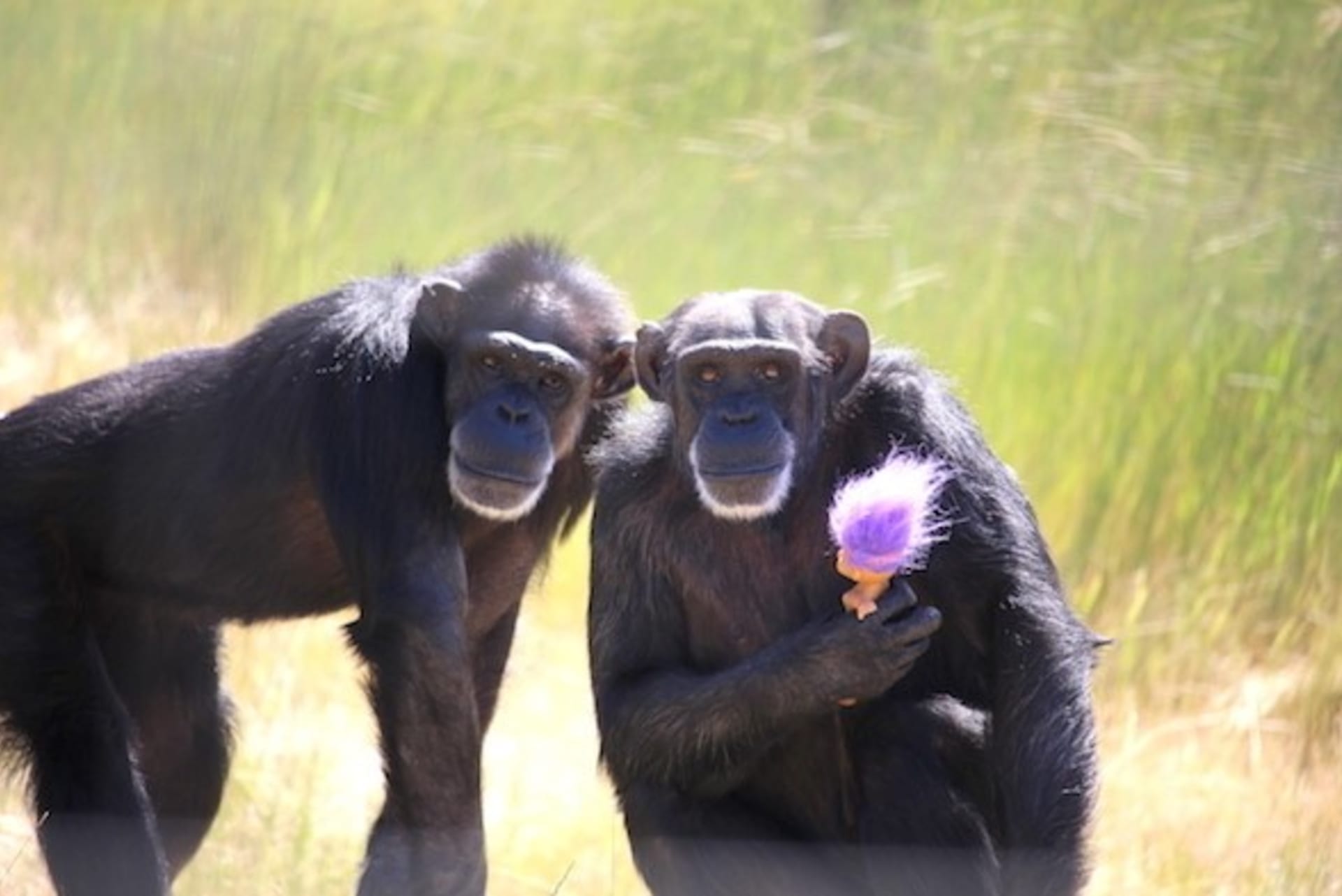 V azylu nacházejí bezpečný domov především šimpanzi zachránění z laboratoří.