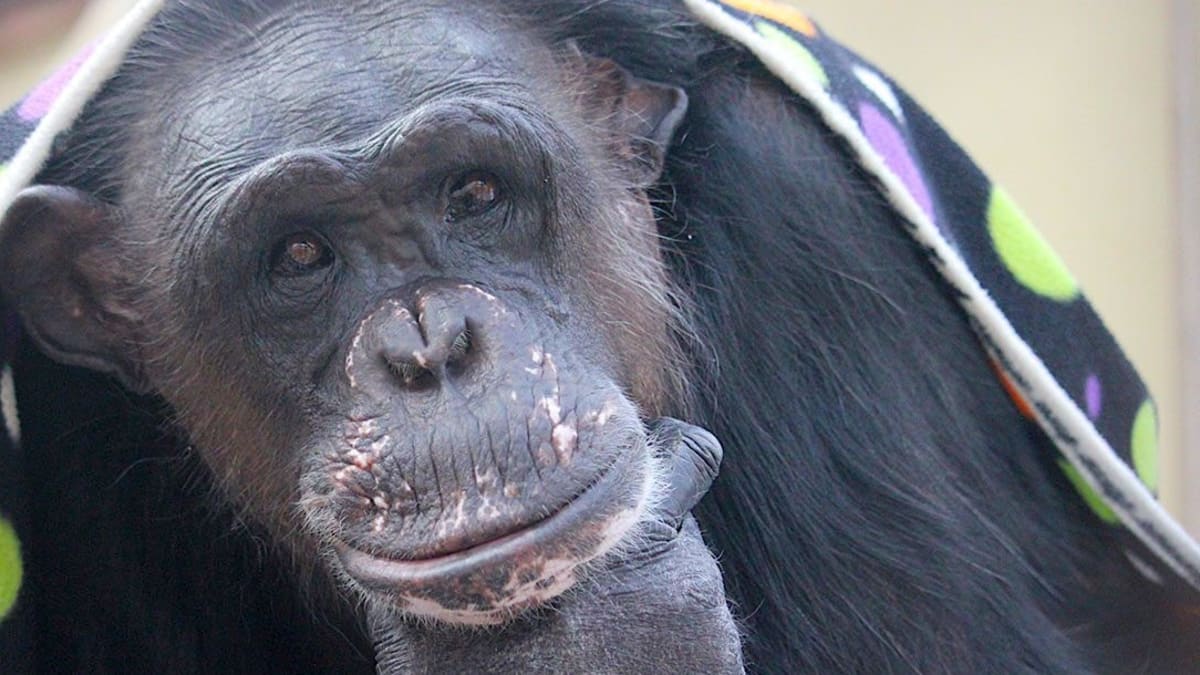 Každý ze zachráněných šimpanzů je silnou osobností. Například samice Negra ráda vysedává před spaním zabalená do deky.