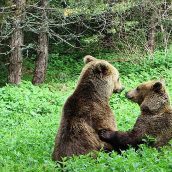Medvědi se v parku mají královsky.