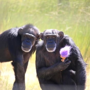 V azylu nacházejí bezpečný domov především šimpanzi zachránění z laboratoří.
