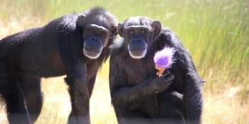 Cesta šimpanzů z laboratorních klecí do azylu v přírodě