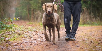 Psi by mohli pomoci vyhledávat lidi nakažené COVID-19. Na výcviku pracují čeští kynologové