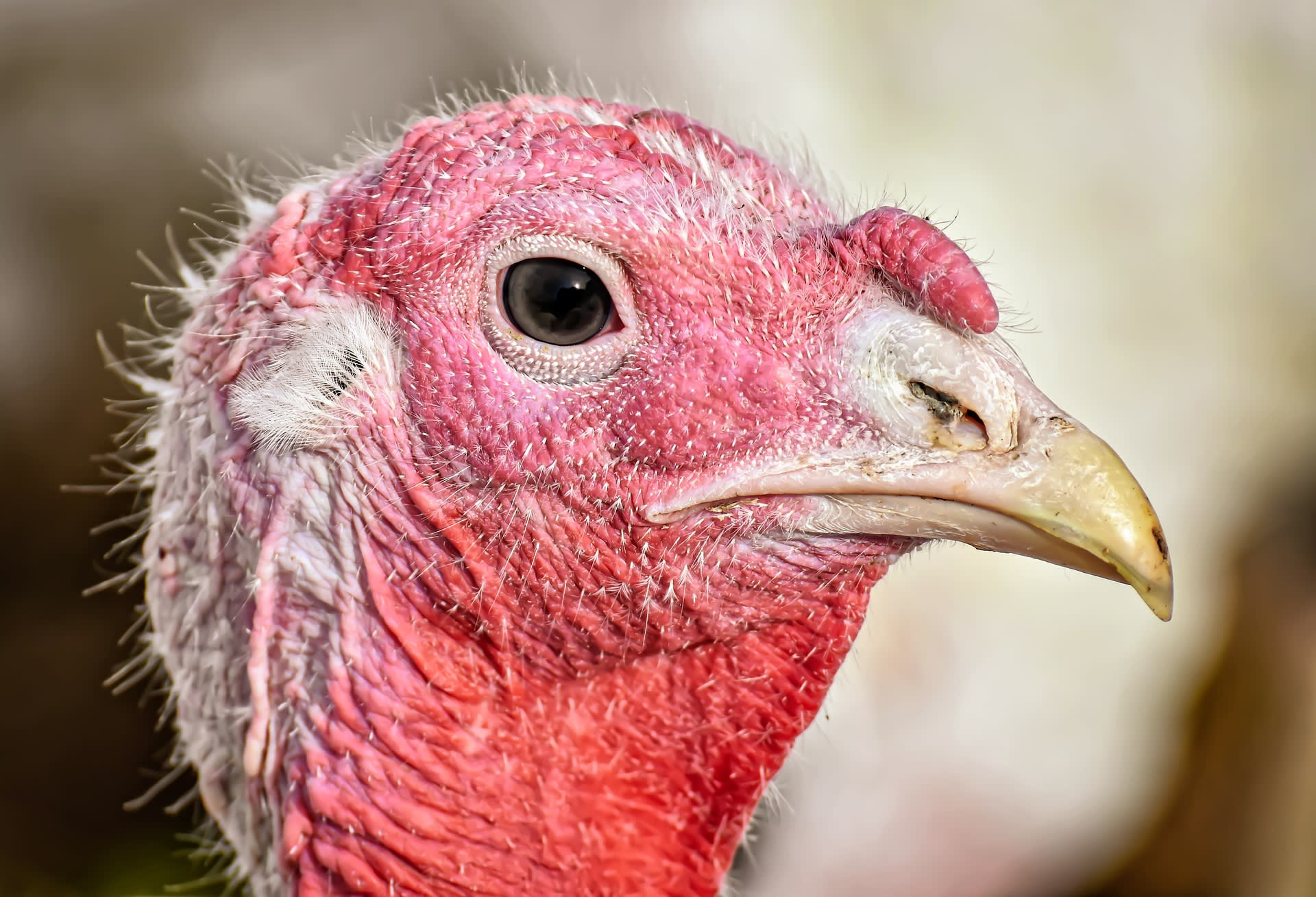 Velkou část obětí boje proti ptačí chřipka představují krůty. Credit: Pixabay