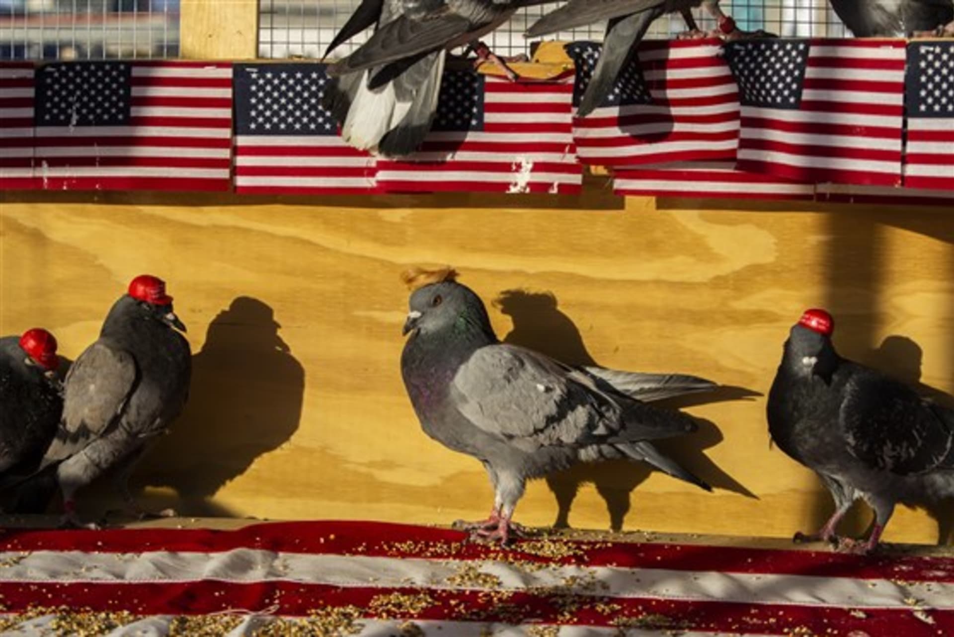V Las Vegas se objevily další dvě desítky holubů s přilepenými klobouky. Credit: P.U.T.I.N.