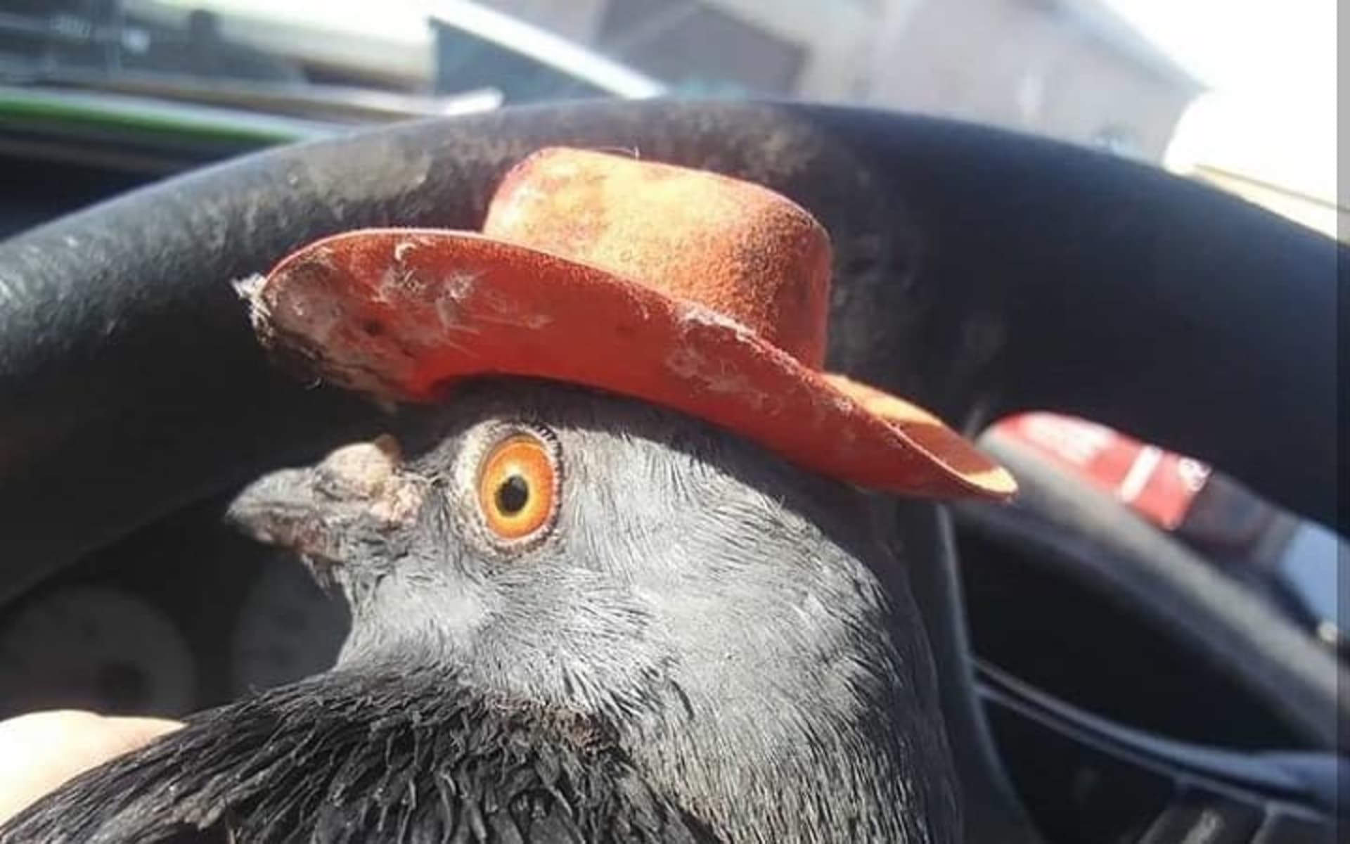 Billie the Pidge je jedním ze tří holubů, kteří se v prosinci objevili s přilepenými kovbojskými klobouky. Navzdory snaze záchranářů však zemřela. Credit: Lofty Hopes
