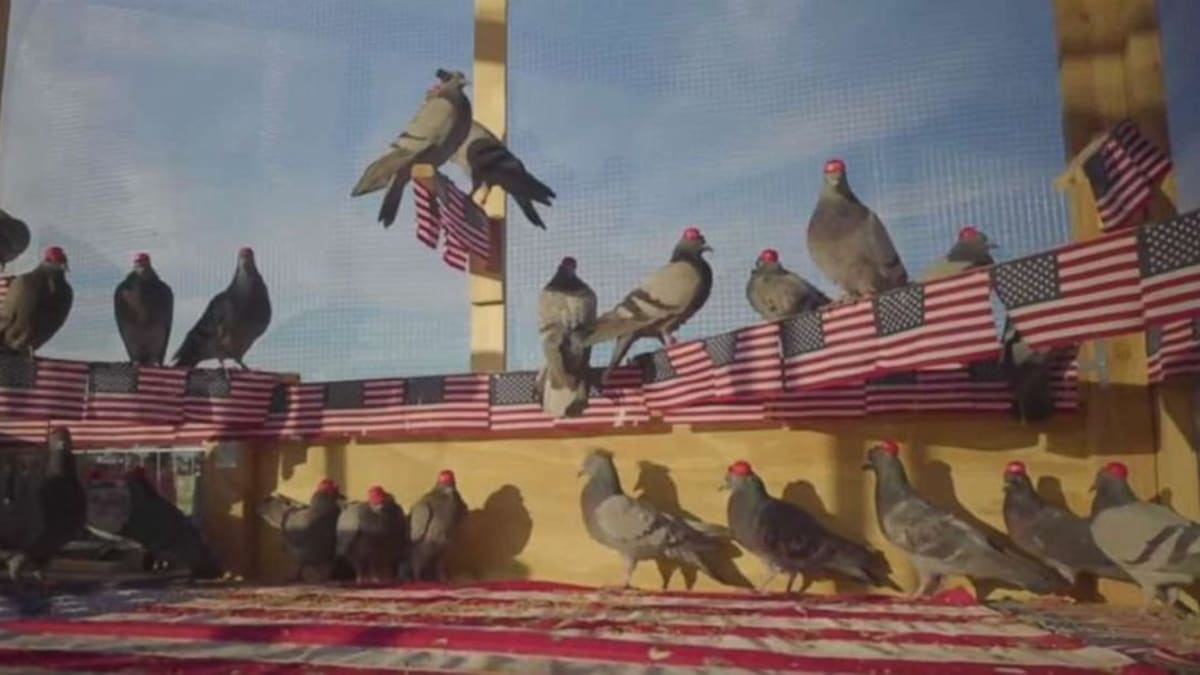Dvě desítky holubů byly zneužity k politickému projevu. Ochránci zvířat tak mají plné ruce práce, aby je dostali do bezpečí. Credit: P.U.T.I.N.