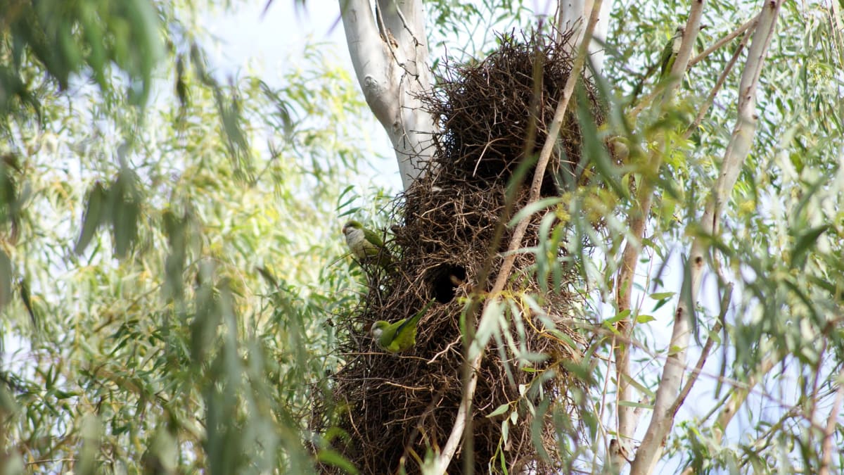 Hnízda papoušků mohou vážit až dvě seti kilogramů. Credit: Pixabay