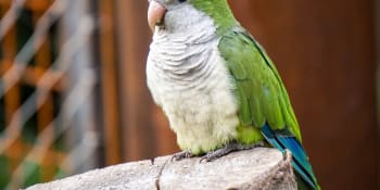 V Madridu se chystá velká „čistka“ volně žijících papoušků – jedenáct tisíc z nich musí zemřít