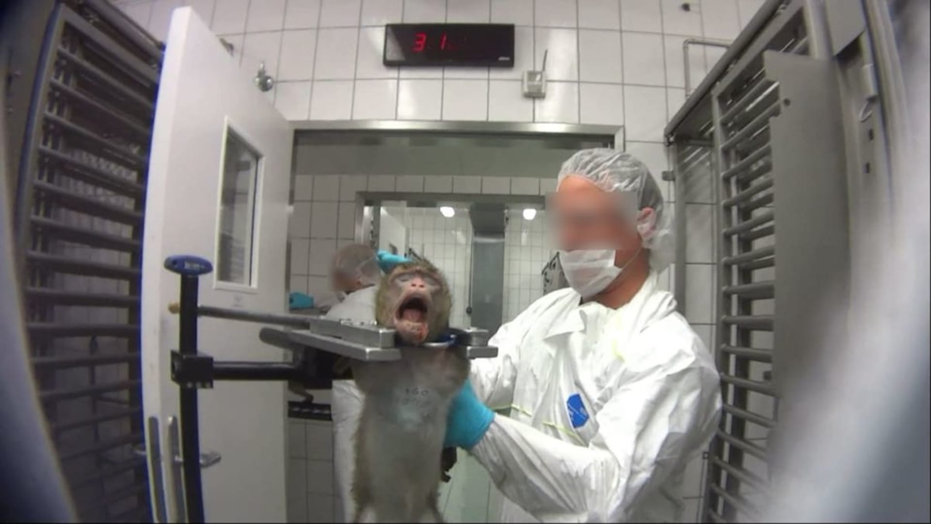 Investigace ochránců zvířat odhalila kruté zacházení se zvířaty v laboratoři.