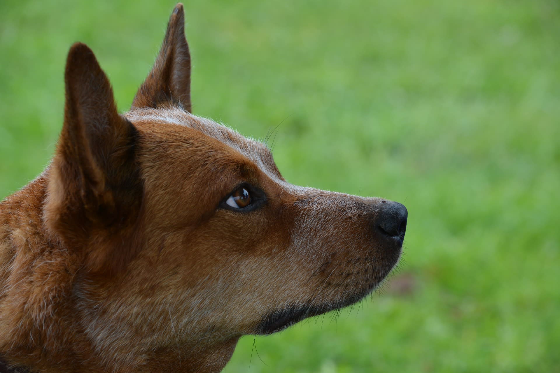 Desátý skončil Australský honácký pes