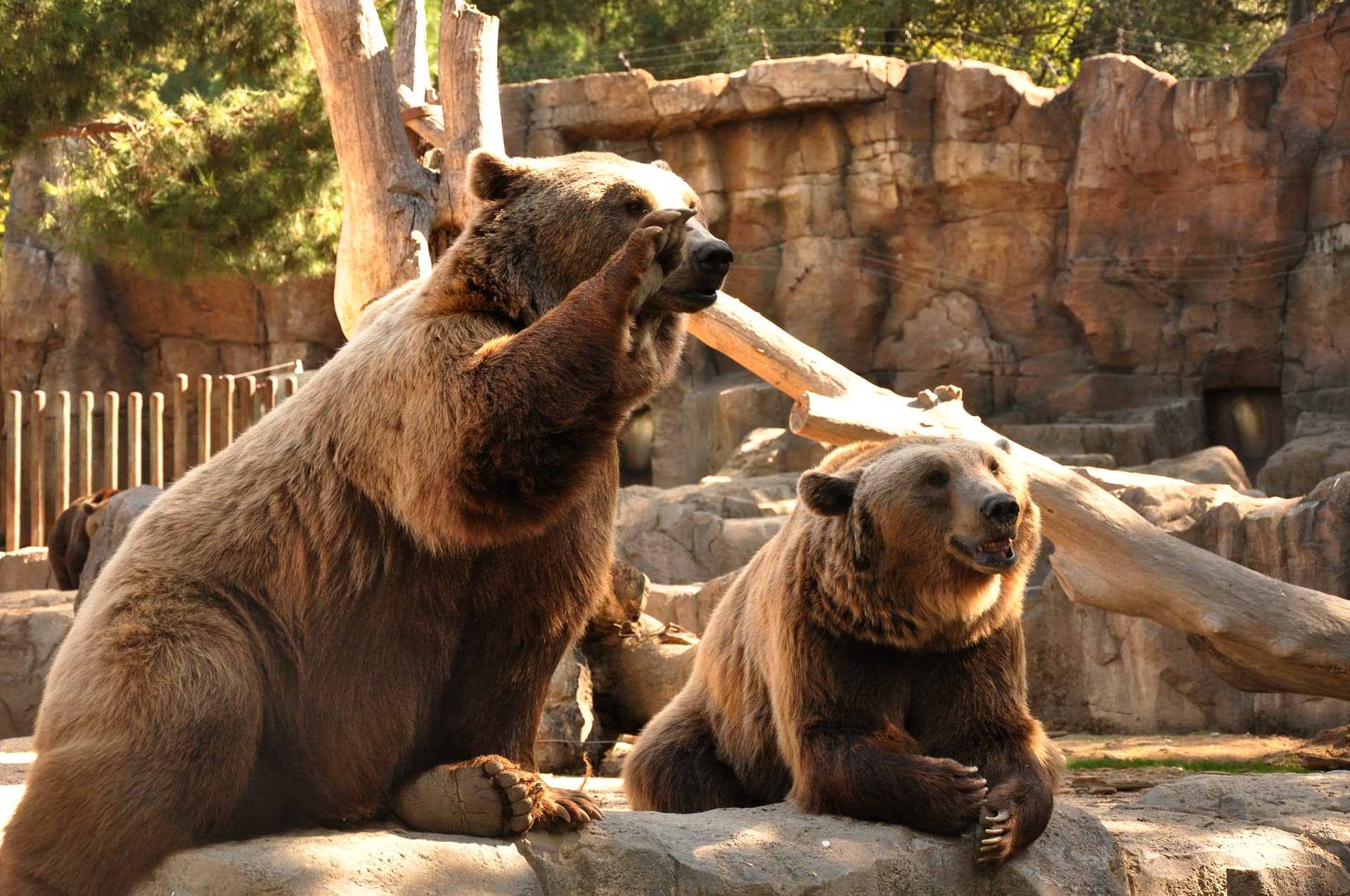 Zoo, cirkusy, žlučové farmy - medvědi jsou v rukách lidí zneužíváni mnoha způsoby...