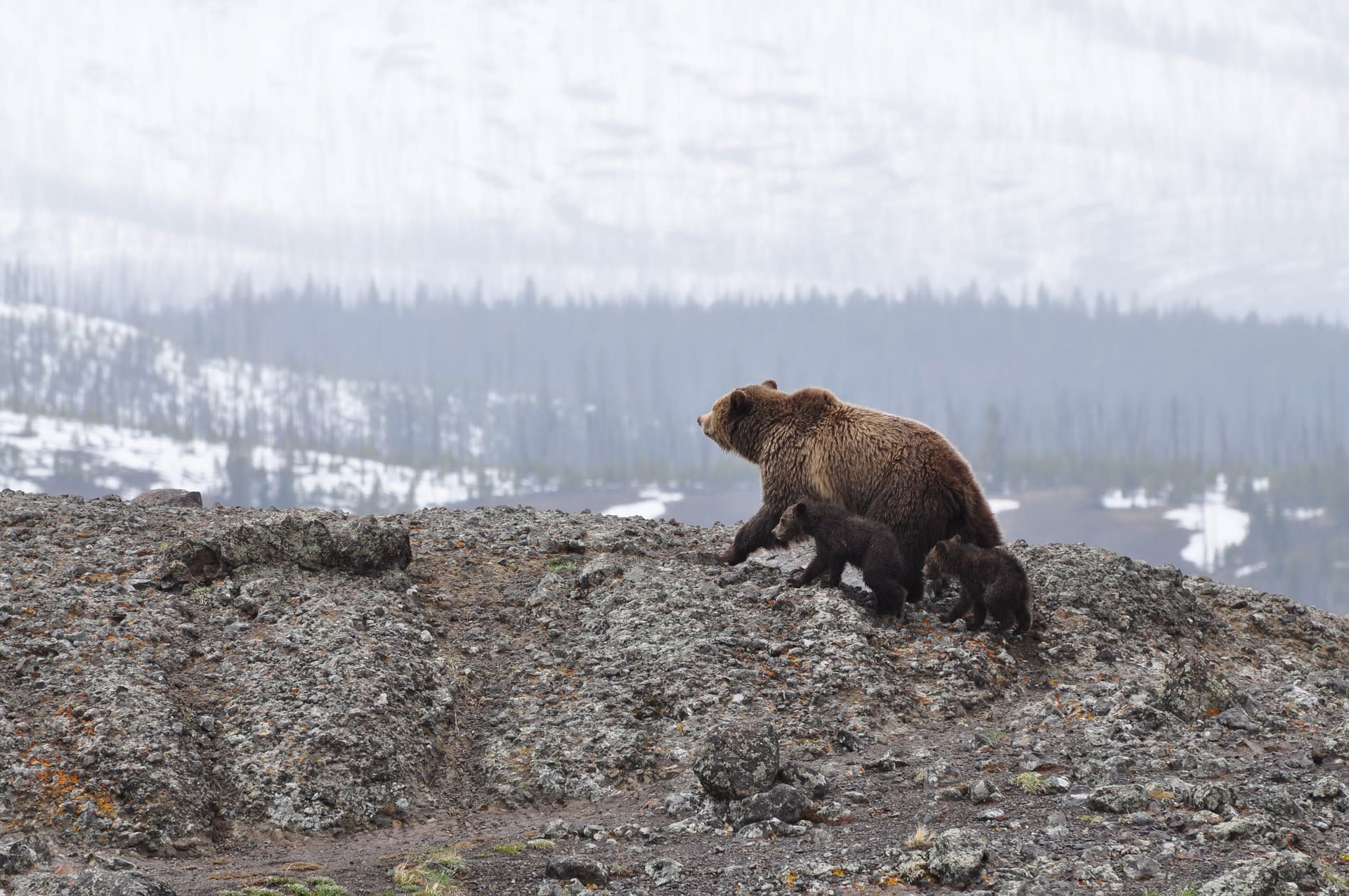 Medvědí mláďata tráví první roky života po boku své matky. I díky tomu je jejich inteligence tak vysoká.