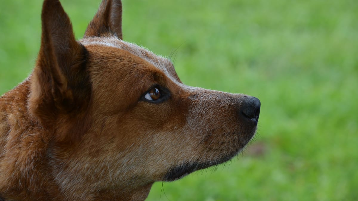 Desátý skončil Australský honácký pes