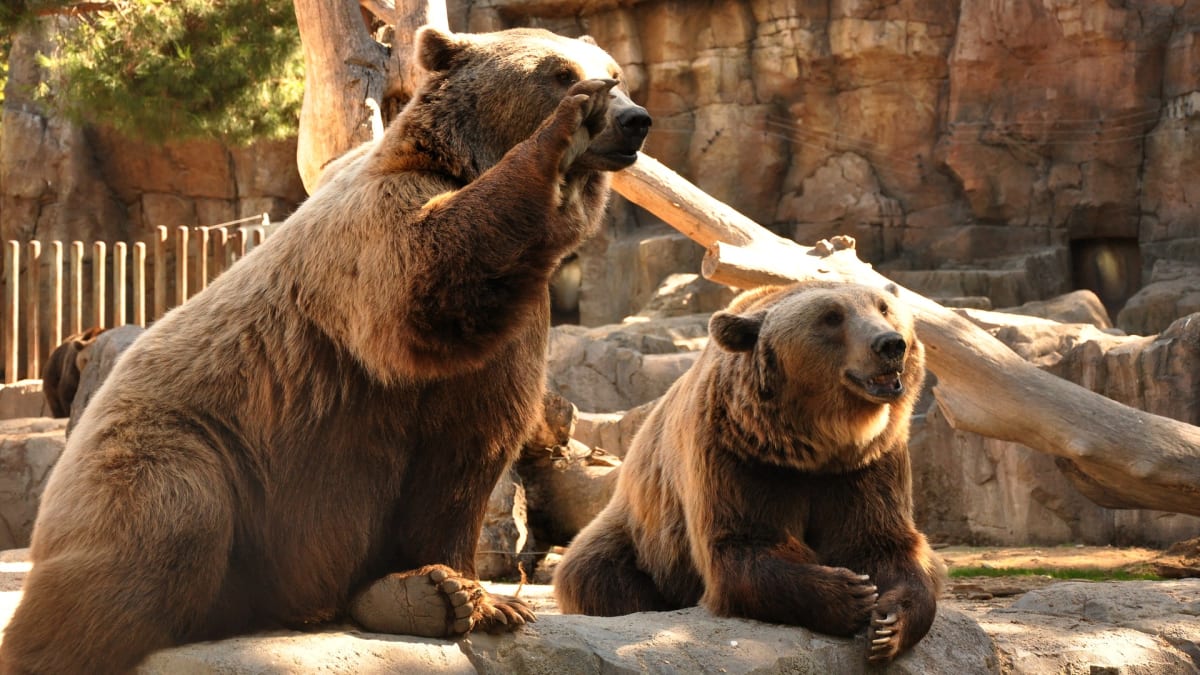 Zoo, cirkusy, žlučové farmy - medvědi jsou v rukách lidí zneužíváni mnoha způsoby...