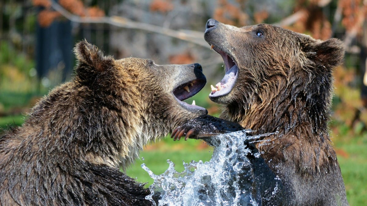 Hravost medvědům vydrží až do dospělosti. I to je známkou pokročilého vědomí.