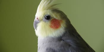 VIDEO: Papoušek přežil nemožné, po dvou měsících se opět shledal se svými majiteli 
