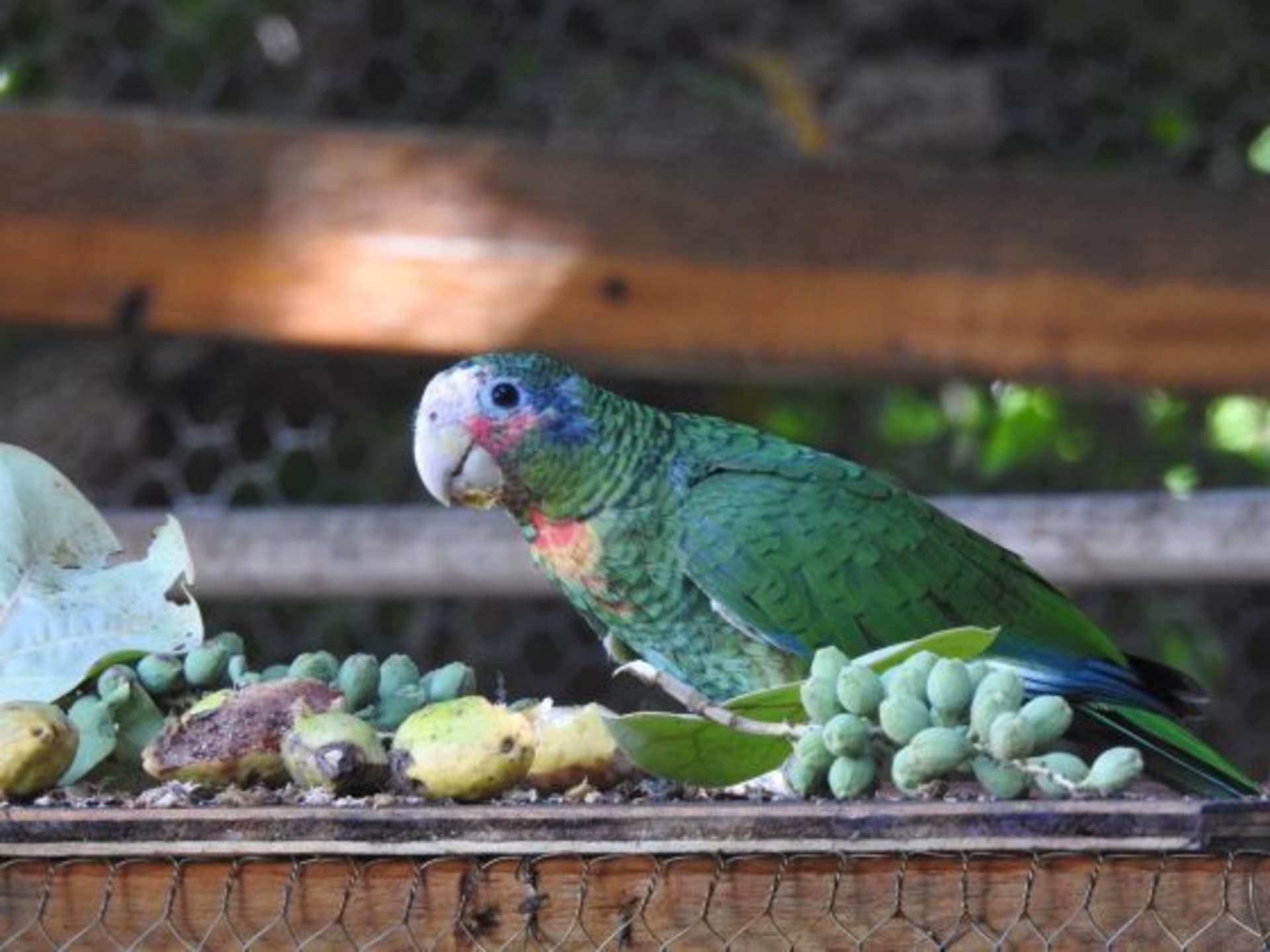 Díky přirozenému přístupu si papoušci uchovávají svou divokost.