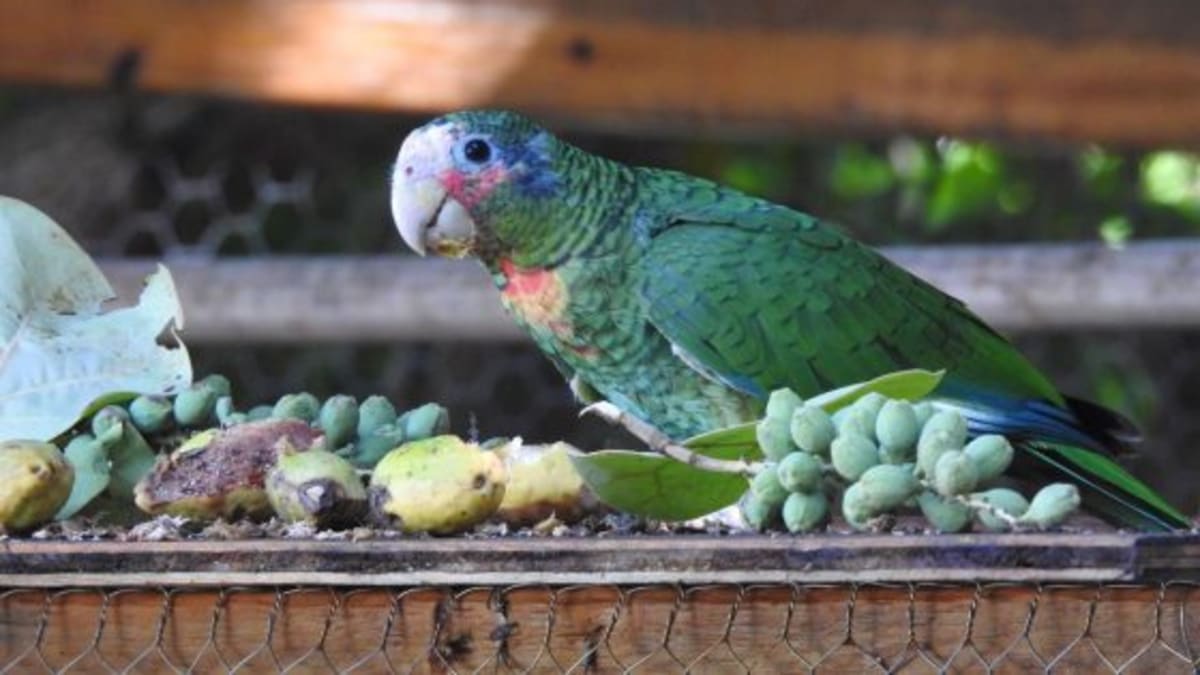 Díky přirozenému přístupu si papoušci uchovávají svou divokost.
