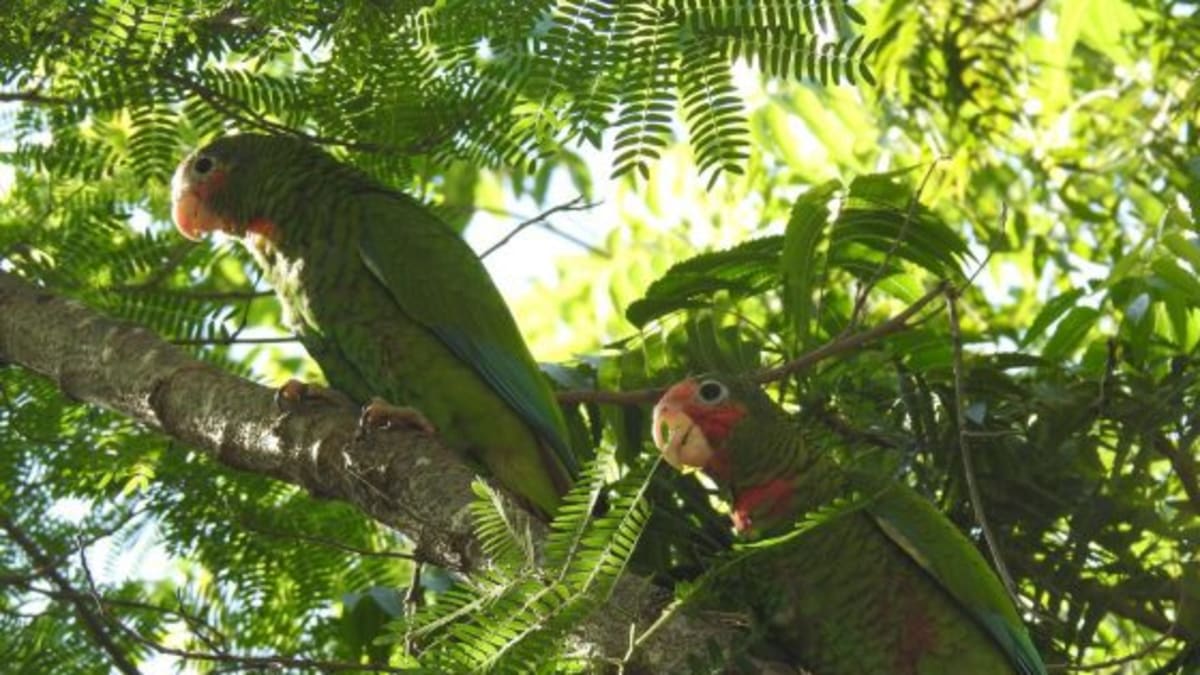 V bezpečí azylu mají papoušci šanci nabrat dost sil.