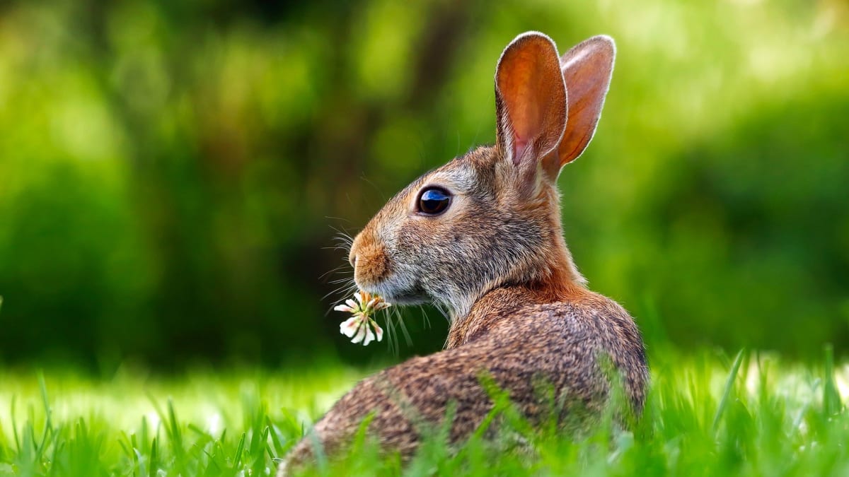 Inteligenci mnoha druhů zvířat přehlížíme. Platí to i o králících.