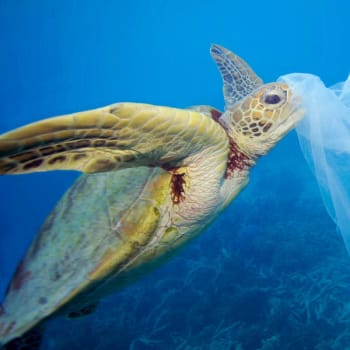 Plastový odpad, který se dostane do moře, má smrtící dopady.