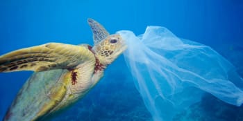 Zhouba mořského života: Vědci odhalili, proč želvy jedí smrtící plasty