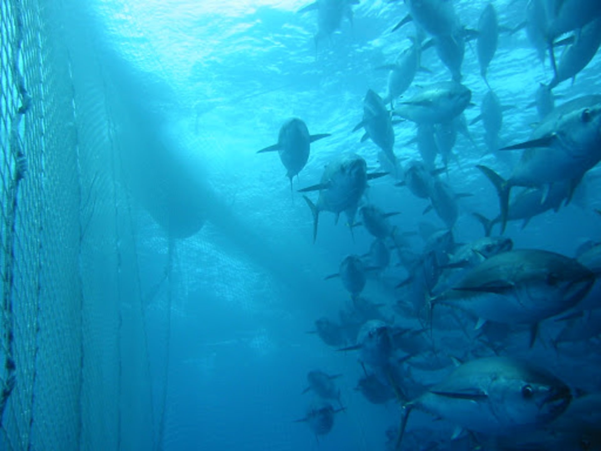 Do neprostupné bariéry ze sítí se kromě lovených ryb chytají i jiné druhy.