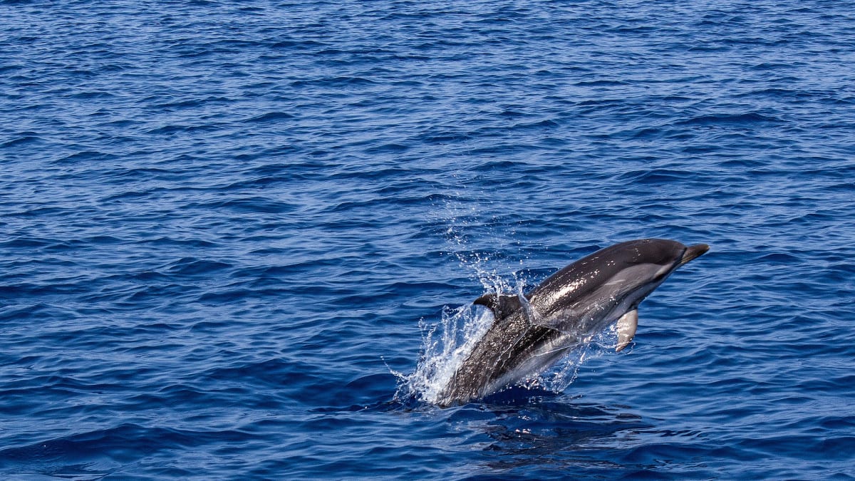 Počty delfínů strmě klesají - může za to nadměrná konzumace ryb.